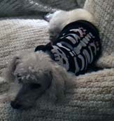 SkeletonDog Holly