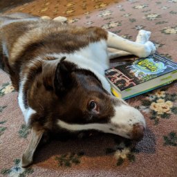 Brom with Collectors